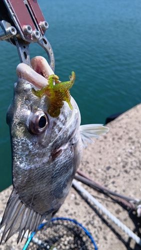 キビレの釣果