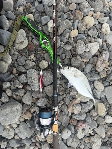 メッキの釣果