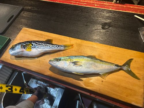 シマフグの釣果
