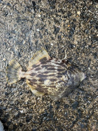 カワハギの釣果