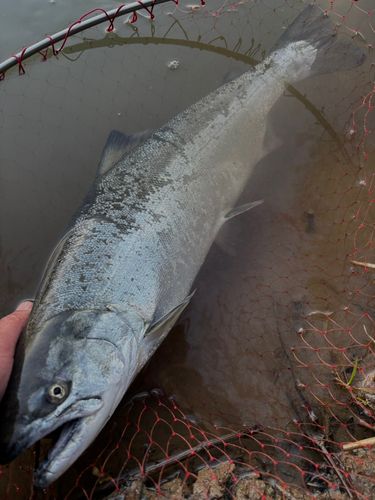 サクラマスの釣果