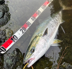 ブリの釣果