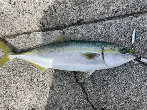 ハマチの釣果