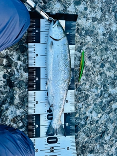 サクラマスの釣果