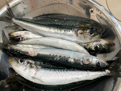 マイワシの釣果