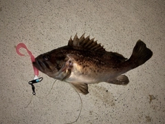 クロソイの釣果