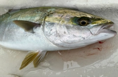 イナダの釣果