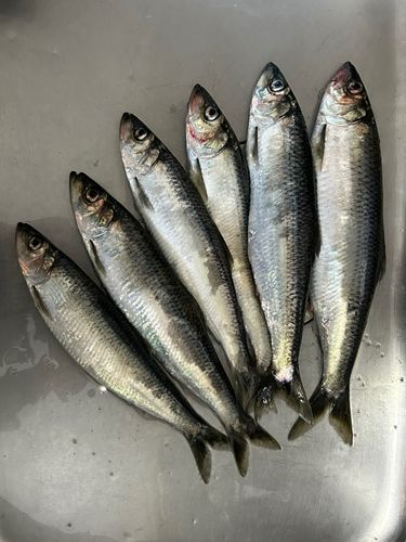 ニシンの釣果・釣り情報まとめ【2026年最新】 - アングラーズ | 釣果