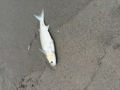 ボラの釣果