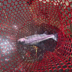 ニジマスの釣果