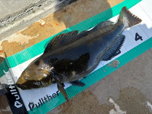 アイナメの釣果