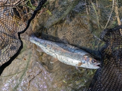 ニジマスの釣果