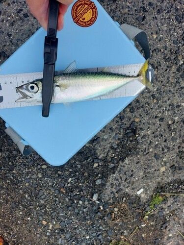 サバの釣果
