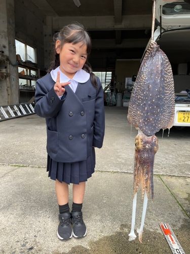 コブシメの釣果