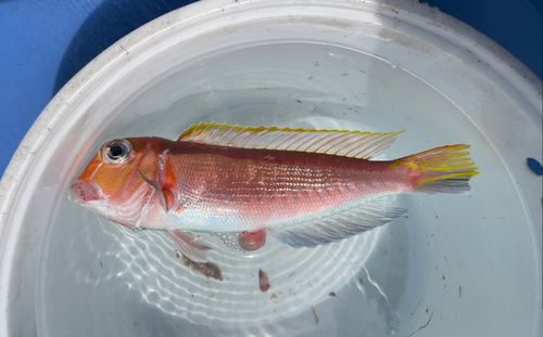 アマダイの釣果