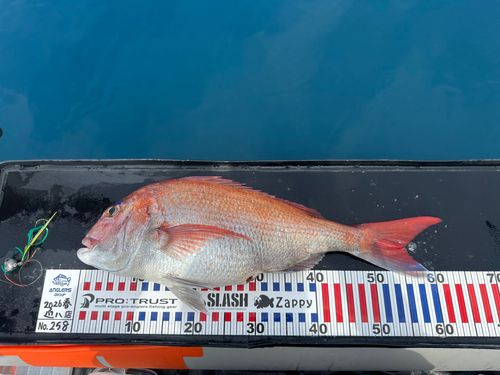 マダイの釣果