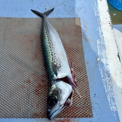 ゴマサバの釣果