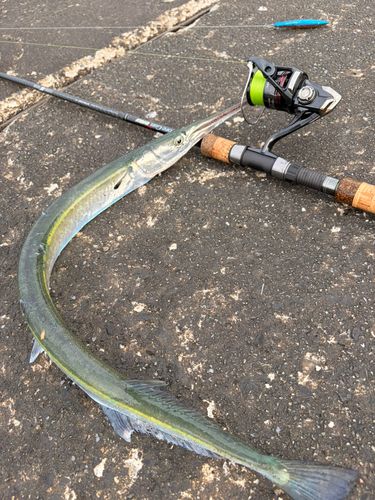 ダツの釣果