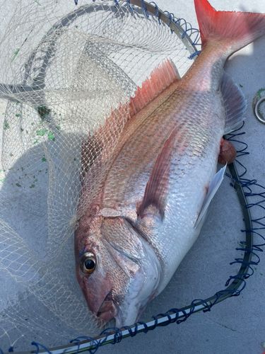 マダイの釣果
