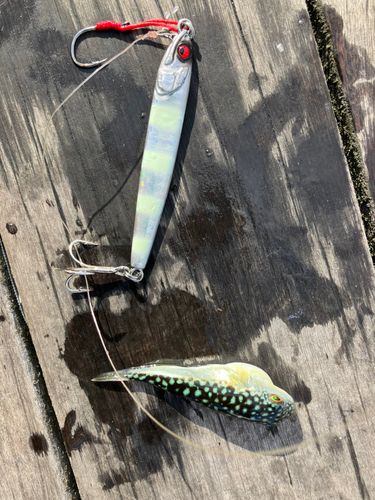 イナダの釣果