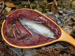 ニジマスの釣果