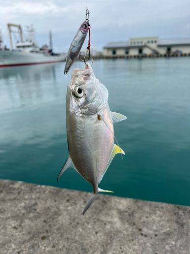 ガーラの釣果