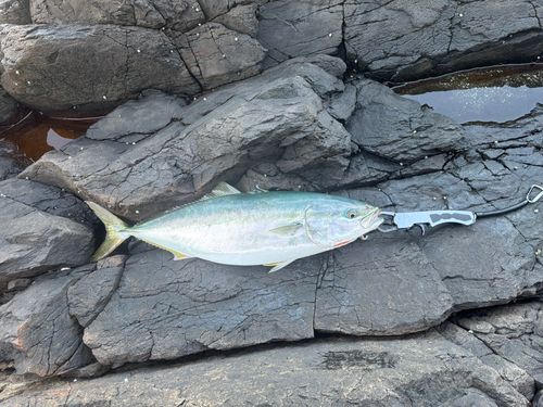 ブリの釣果