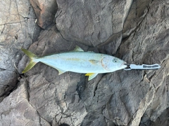 ヒラマサの釣果