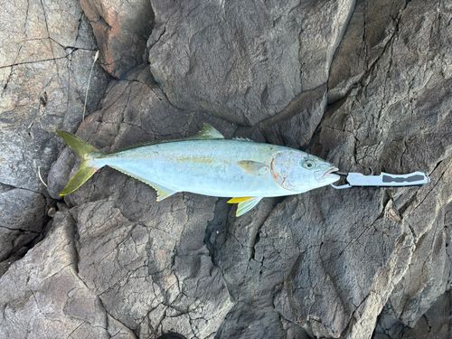 ヒラマサの釣果