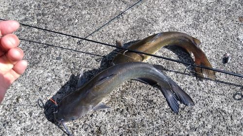 アメリカナマズの釣果