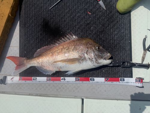 タイの釣果