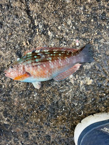 ベラの釣果