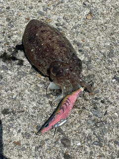 コウイカの釣果