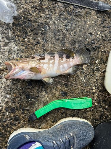 クエの釣果