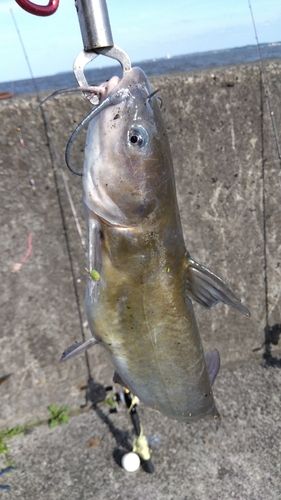 アメリカナマズの釣果