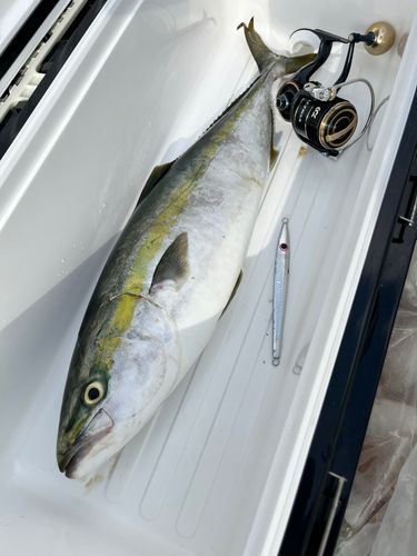 ワラサの釣果