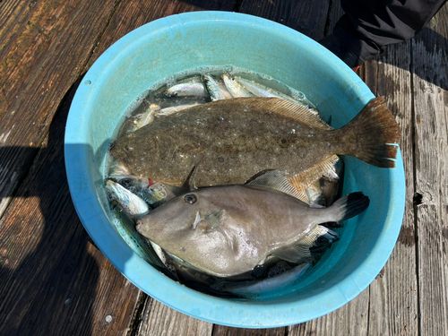 ヒラメの釣果