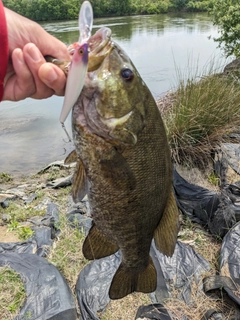スモールマウスバスの釣果