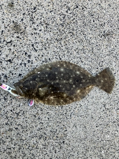 ヒラメの釣果
