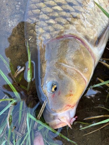 コイの釣果