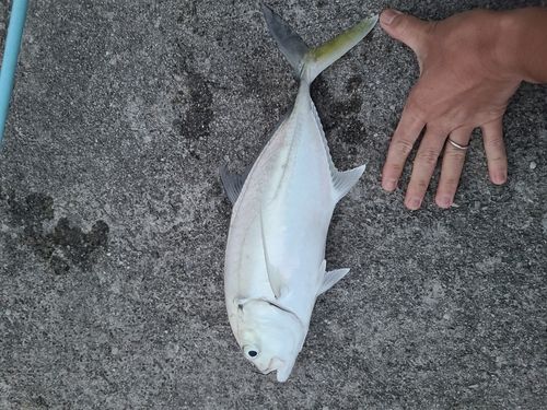 ギンガメアジの釣果