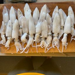 ニシンの釣果・釣り情報まとめ【2026年最新】 - アングラーズ | 釣果