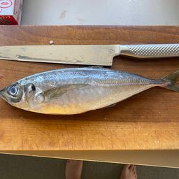 ニシンの釣果・釣り情報まとめ【2026年最新】 - アングラーズ | 釣果 ニシンの釣果・釣り情報まとめ【2026年最新】 - アングラーズ | 釣果
