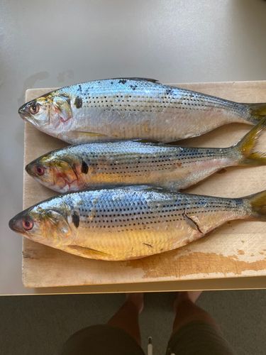 ニシンの釣果・釣り情報まとめ【2026年最新】 - アングラーズ | 釣果 ニシンの釣果・釣り情報まとめ【2026年最新】 - アングラーズ | 釣果