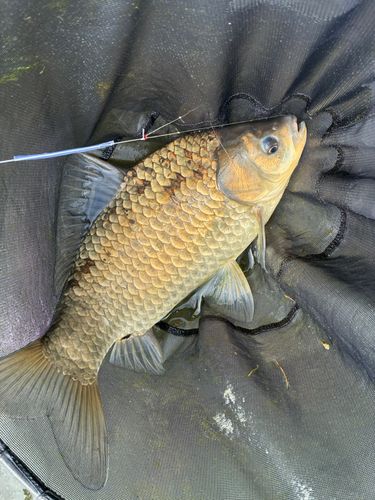 マブナの釣果
