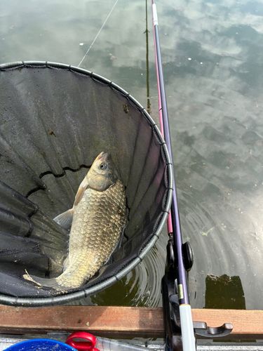 マブナの釣果
