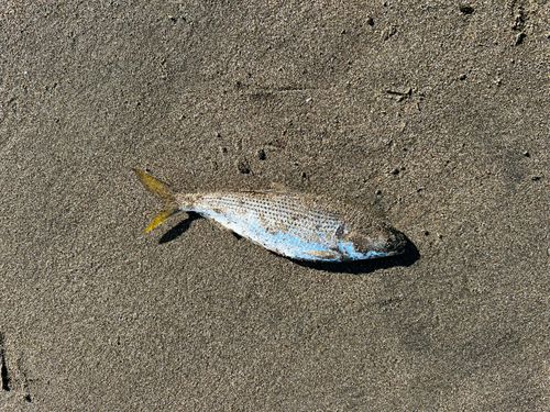 今年最後の1台です・・・ニシン釣り ニシンの釣果・釣り情報まとめ【2026年最新】 - アングラーズ | 釣果