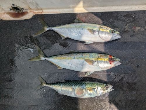 ハマチの釣果