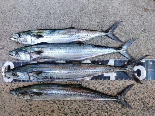 サゴシの釣果