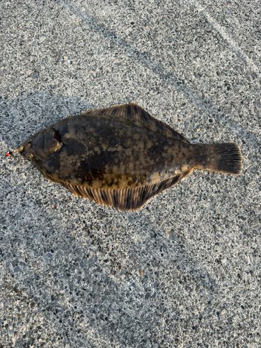 カレイの釣果